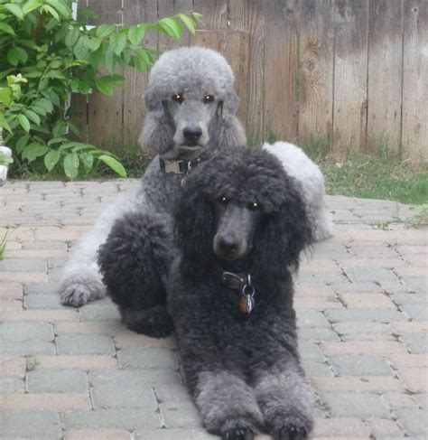They were all vetted and neutered. . Poodle rescue michigan